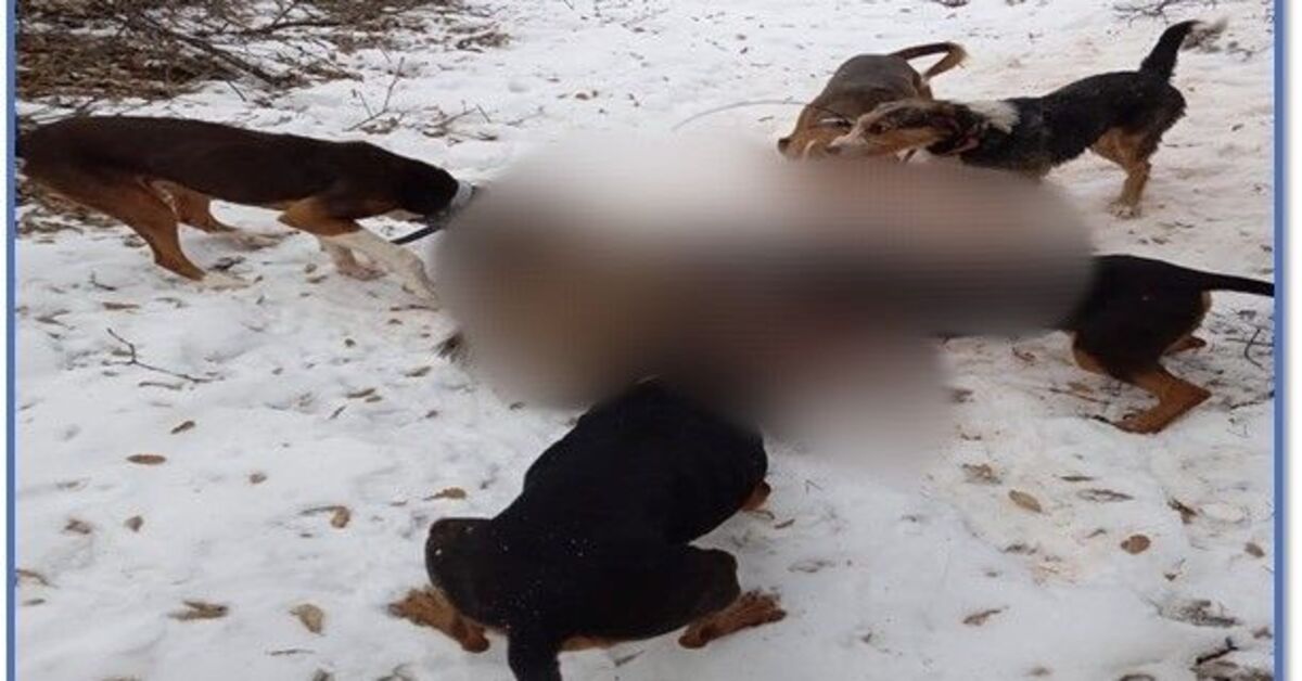 Köpeklerle domuza işkence! 11 kişiye ceza